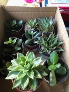 Photo of free small house plants (Ballumbie DD4) #1