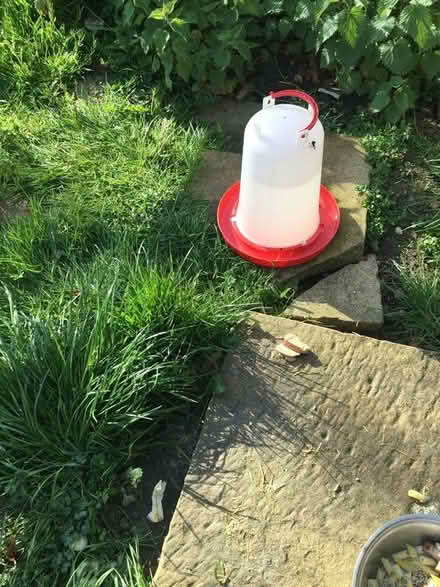 Photo of free Chicken bedding and pellets/corn (luton LU3) #4