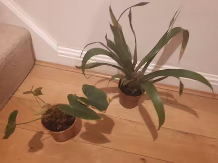 Photo of free House plants in need of TLC (Cressex HP12) #1