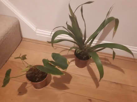 Photo of free House plants in need of TLC (Cressex HP12) #1