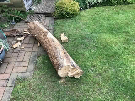 Photo of free Tree Stump (Groby LE6) #2
