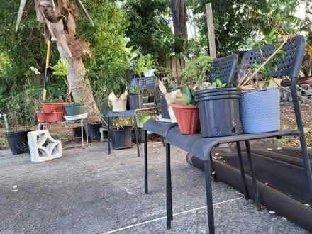 Photo of Plant Stands or Shelves (Town n Country, Tampa) #1