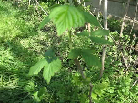 Photo of free Baby Raspberry Canes (Parson's Heath CO4) #3