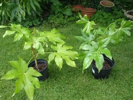 Photo of free Two fatsia plants and two small tomato seedlings (Coleview SN3) #1