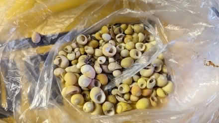 Photo of free Yellow seashells (Chorlton M21) #1