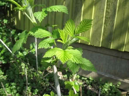 Photo of free Baby Raspberry Canes (Parson's Heath CO4) #1