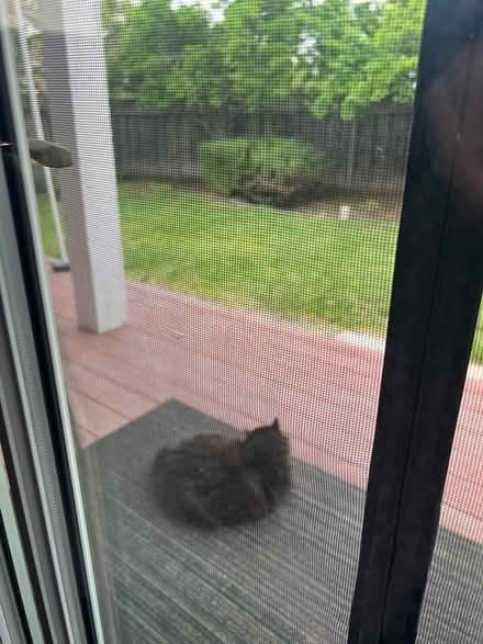 Photo of cat tower (Mountain View near Costco/101) #1