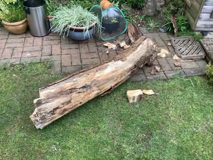 Photo of free Tree Stump (Groby LE6) #1