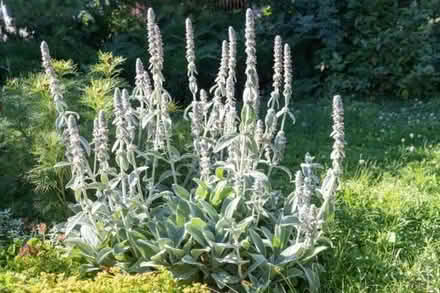 Photo of free Stachys byzantina - lamb's ear (North Woodchester GL5) #1