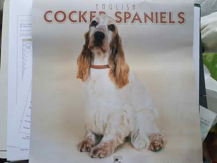 Photo of free Cocker Spaniels calendar 2005 (Gayton CH60) #1