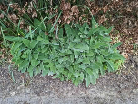 Photo of free Stachys byzantina - lamb's ear (North Woodchester GL5) #2