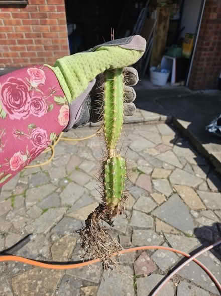 Photo of free Assortment of cacti and succulents (Clevedon BS21) #4