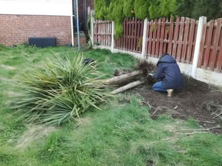 Photo of free Cabbage Tree (Cordyline Australis (Norton-Lees, S8) #1