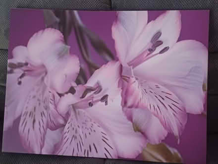 Photo of free Large canvas print (Hollybush NP44) #1