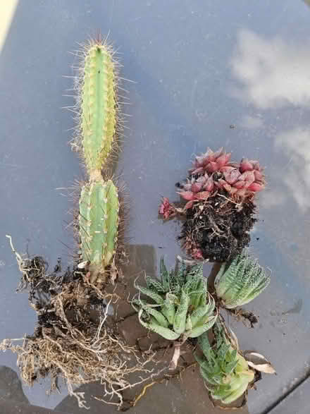 Photo of free Assortment of cacti and succulents (Clevedon BS21) #2