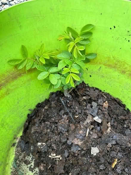 Photo of free Rosa (Broadstone BH17) #1