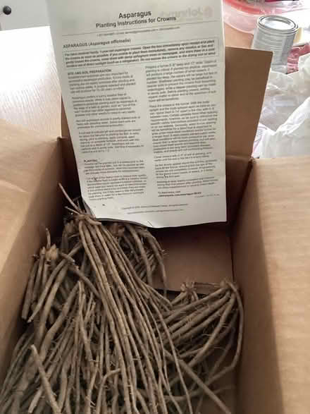Photo of free Dozen asparagus crowns (Watertown/Waltham/Belmont line) #1