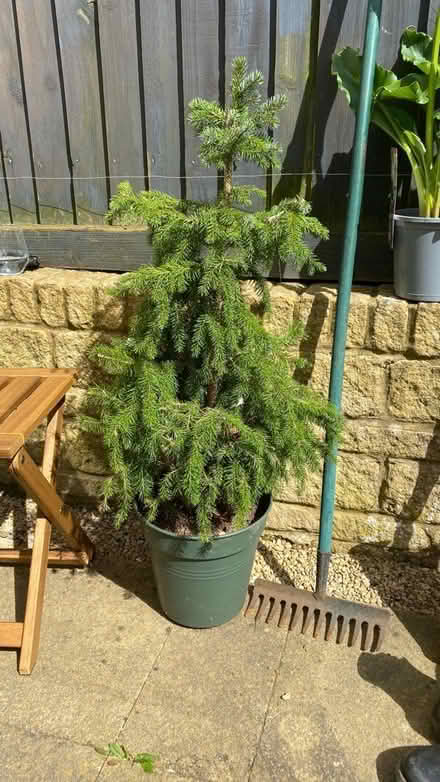 Photo of free Live Christmas tree (Witney OX28) #1