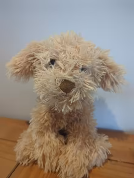 Photo of free Toy dog (Winton, Bournemouth BH9) #1