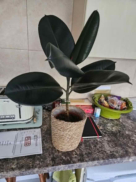 Photo of free House plant (Lichfield WS14) #1