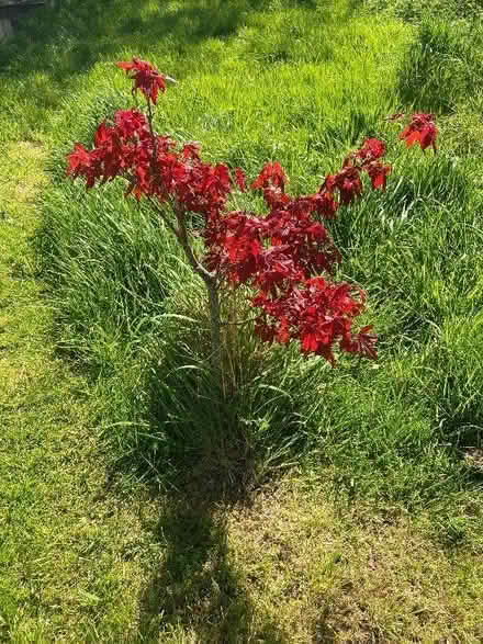 Photo of free Acer Shrub (East Tytherton SN15) #1