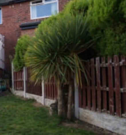 Photo of free Cabbage Tree (Cordyline Australis (Norton-Lees, S8) #2