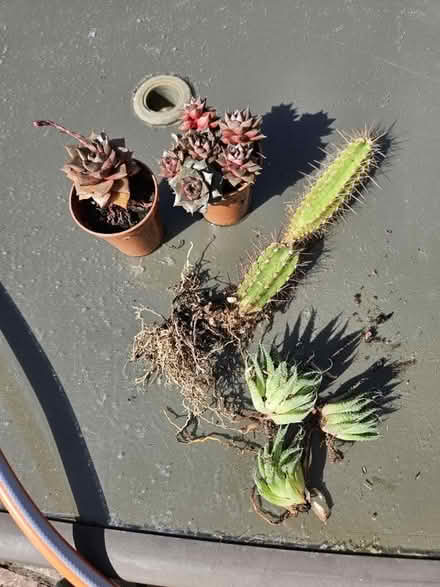 Photo of free Assortment of cacti and succulents (Clevedon BS21) #1