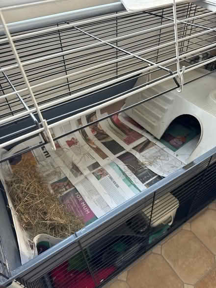 Photo of free Guinea pig cage (HP15 Holmer Green) #1