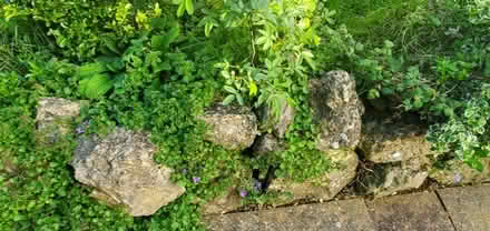 Photo of free Kentish Ragstone (TN24) #3
