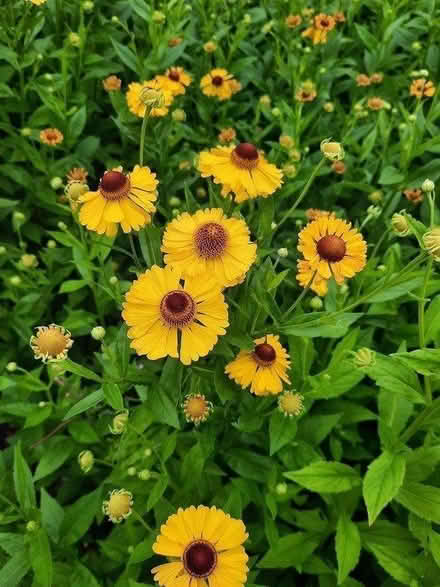 Photo of free Helenium cutting (Morden SM4) #3
