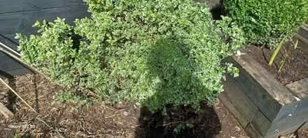 Photo of free Some sort off shrub (DE56 neather heage) #1