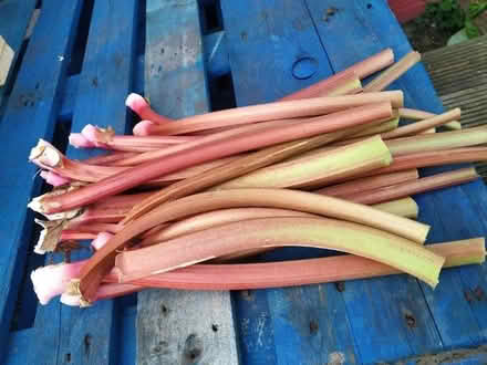 Photo of free Fresh cut rhubarb (CT12) #1