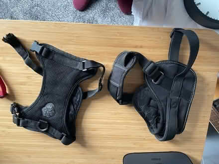 Photo of free Dog harnesses, collar and coat (Pollokshaws E G43) #1