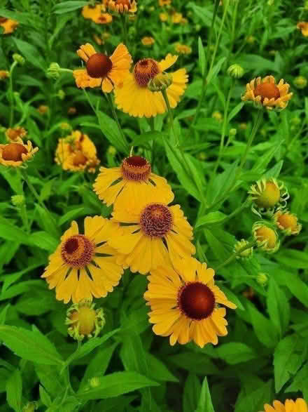 Photo of free Helenium cutting (Morden SM4) #1