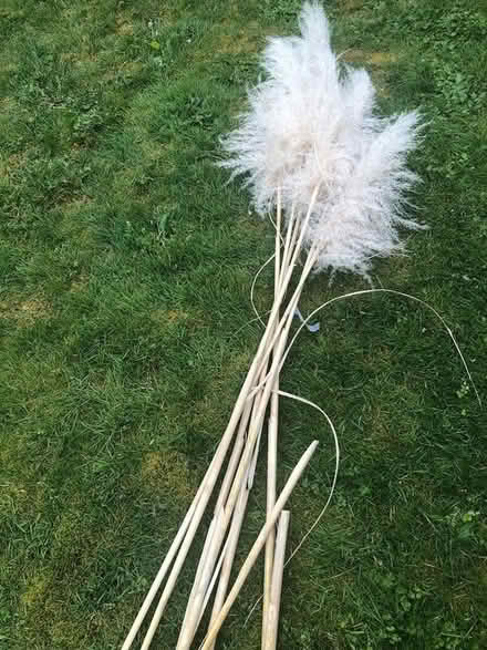 Photo of free Pampas Grass Tassels (Aurora (N Seattle/ Shoreline)) #1