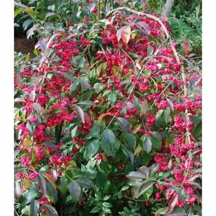 Photo of free Euonymus europaeus (spindle) - 1 left! (Willingdon BN20) #1