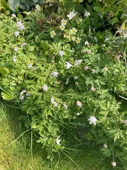 Photo of free Wood anenomes (Smallwood B98) #1