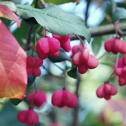 Photo of free Euonymus europaeus (spindle) - 1 left! (Willingdon BN20) #2