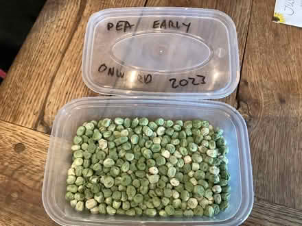 Photo of free Peas for seed (Whitehough SK23) #1