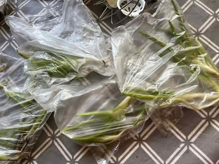 Photo of free Aloe plants (BN15 lancing) #2