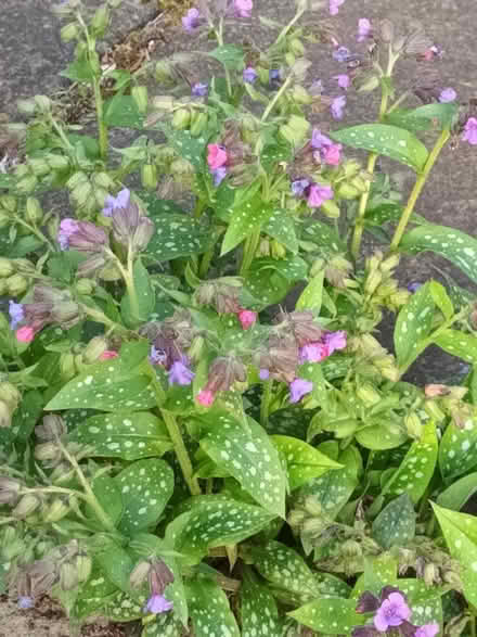 Photo of free Yellow Primulas and others (Simmondley SK13) #2