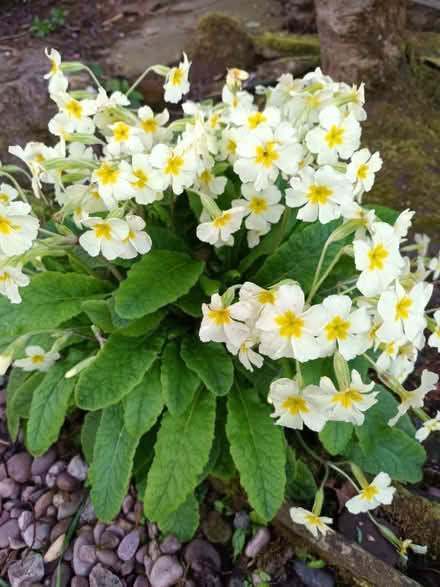Photo of free Yellow Primulas and others (Simmondley SK13) #1