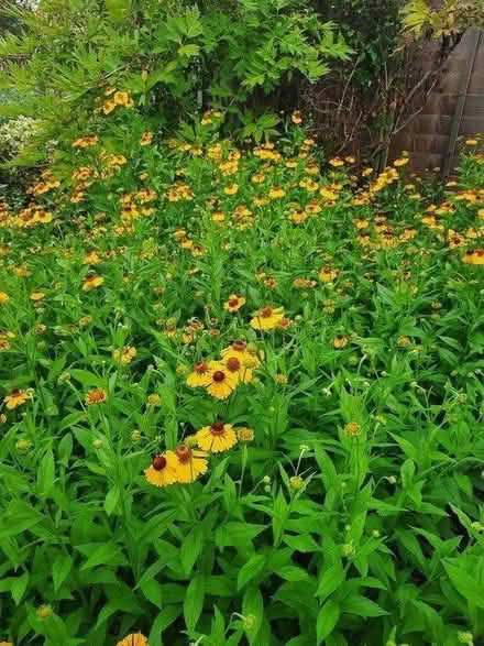 Photo of free Helenium cutting (Morden SM4) #2