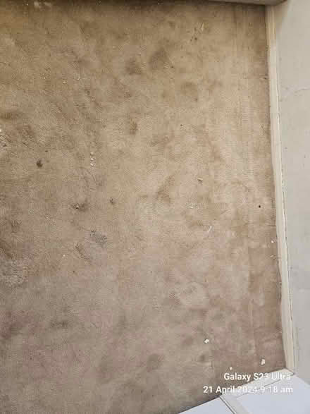 Photo of free Carpet (IG1) #3