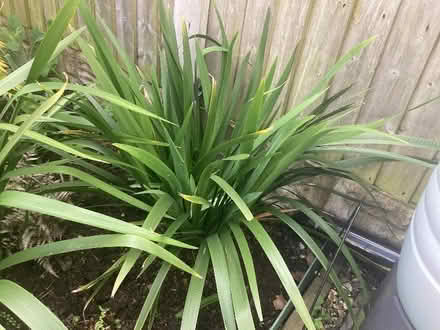 Photo of free Plant (Morley LS27) #1