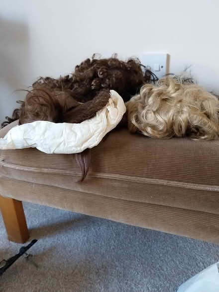 Photo of free Wigs (Trewoon) #1