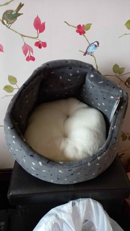 Photo of free Cat Basket (Bernards Heath AL1) #1