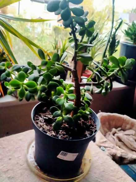 Photo of free Jade/money plant (Clayton Brook PR5) #1
