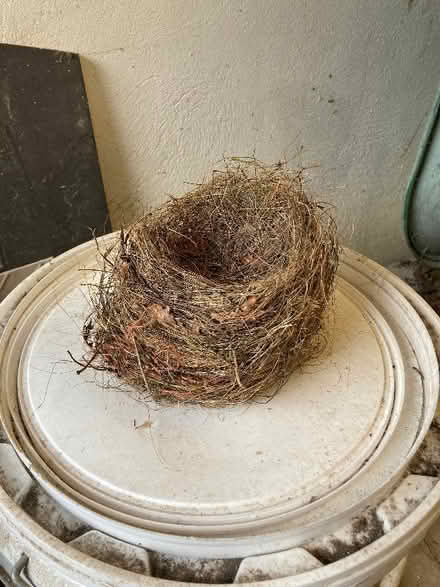 Photo of free A bird's nest (Kendal LA9) #1