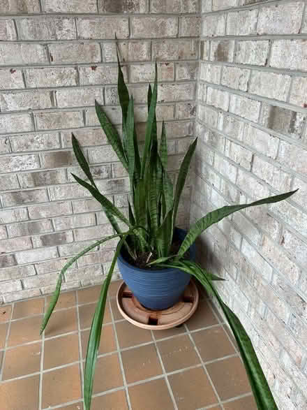 Photo of free snake plant (Southern Chesapeake) #1